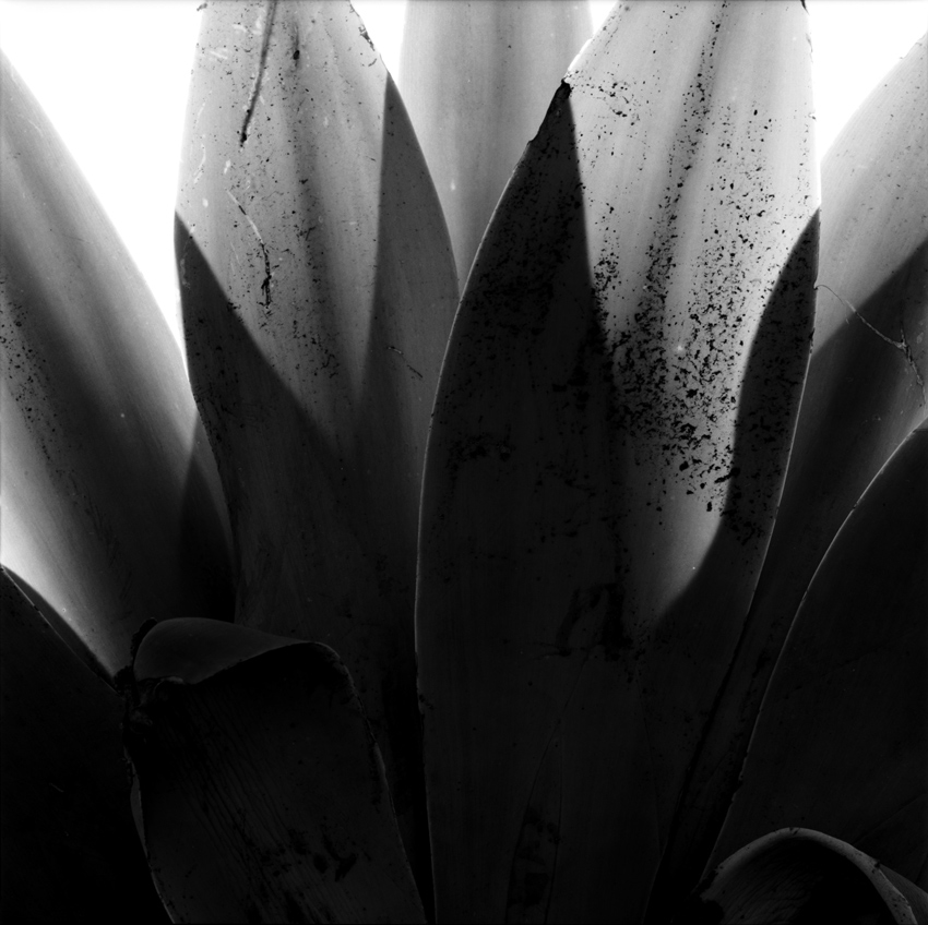 Agave